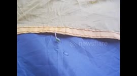 Zimbabwe. Zimbabue. Harare. Weird insects in the tent. Insectos raros en la tienda de campaña. 2016