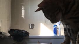 Bengal Cats Play With Bidet— alternate angle