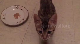 Baby Sammy the Bengal practicing his meows