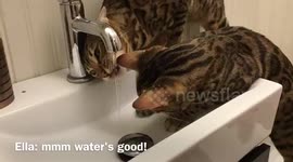 Bengal Cats Try to Figure Out How To Use A Sink