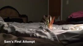 Bengal Cuties: A  Pounce Competition