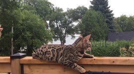 Bengal Cuties: What To Do When Your Brother Won't Move...