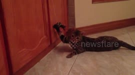 Bengal Cat Discovers What Her Parents Hide in the Cupboard