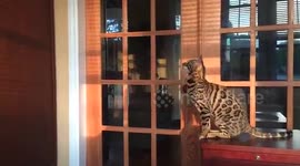 The 6 million dollar cat — Sam the Bengal Has Impressive Moves