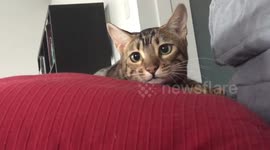 Bengal Cat's Crazy Eyes As She Hunts