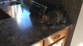 Bengal Cats DJ Some Sweet Beats