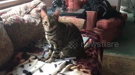 Sam the Bengal cat massages blanket for awkwardly long amount of time...