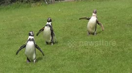 Funny Running Penguins And Gulls That Snatch Their Food