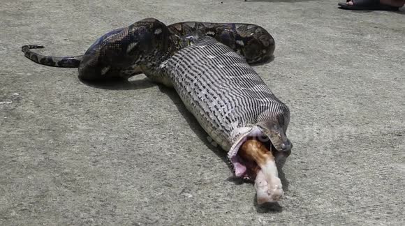 Massive python regurgitates family's pet cat - Buy, Sell or Upload