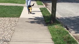 Adorable dog takes her ducky for a walk 