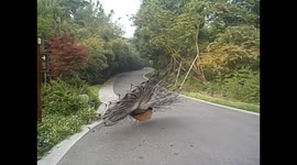 China. Chengdu. Panda breeding center (1) Peacock. 2015