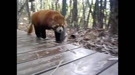 China. Chengdu. Panda breeding center (5) Red pandas, pandas rojos. 2015