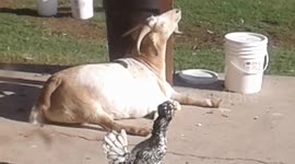 Goat Collects Donations for Hurricane Irma Victims