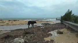 Heartbreaking Stray dog potcake wanders beach after Hurricane Irma hits island