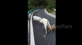 Baby sheep tries to be fed when mum fights on road
