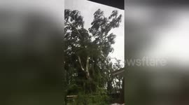 Newsflare Edit - HURRICANE IRMA takes down +90ft tree