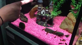 Fish Following Fingers