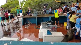 Pelicans and seals wait to be fed at Galapagos fish market