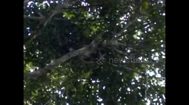 Madagascar. Andasibe. Natural Park. 2015 (2) Long tail lemurs