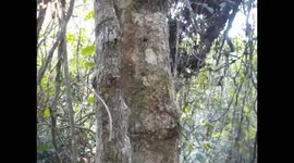 Madagascar. Andasibe. Natural Park. 2015 (3)  Flat Gecko camouflaged
