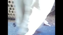 Madagascar. Antananarivo. Tana 2015 (3) Animals market