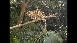 Madagascar. Ivoloina. Zoo. Chameleon. Parque Zoológico. Camaleón. 2015