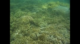 Malaysia. Borneo. Sapi Island. Snorkel. 2015 (3) Coral and fishes. Underwater video
