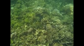 Malaysia. Borneo. Sapi Island. Snorkel. 2015 (5) Coral and fishes eating. Underwater video