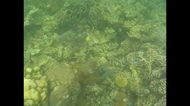 Malaysia. Borneo. Sapi Island. Snorkel. 2015 (7) Nemo, clown fish defending his home