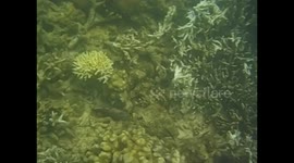 Malaysia. Borneo. Sapi Island. Snorkel. 2015 (9) Nemo family, clown fish home and coral. Underwater video