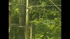 Malaysia. Borneo. Sepilok. Orangutan rehabilitation centre (1)