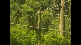 Malaysia. Borneo. Sepilok. Orangutan rehabilitation centre (4)