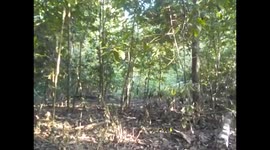 Malaysia. Borneo. Sukau. Walking in the jungle. Caminata selva. 2015 (2)