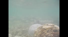 Maldives. Maldivas. Hulhumale. Snorkel. Tropical fishes. 2015 (3) Underwater video