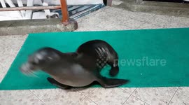 Sealions goofing around at Santa Cruz pier Galapagos islands
