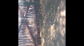 Removing a Rock Monitor Lizard from a public area