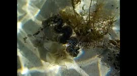 Mauricio. Maurice. Mauritius. Le Morne. 2015 (3) Snorkel. Coral, fishes and sea urchins