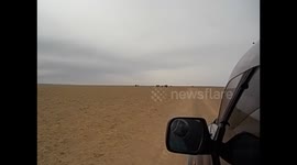 Mongolia. Gobi tour. Day 1. (1) Arriving to ger with baby camel. 2015