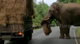 Elephant halts truck to steal bale of hay to eat