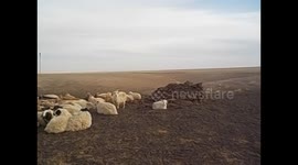 Mongolia. Gobi desert tour. Day 3 (1) Nomad house, ger, goats and outside bathroom. 2015