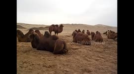 Mongolia. Gobi tour. Day 5 (1) Selfies with camels, con camellos. 2015
