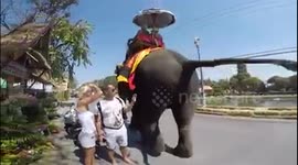 Elephant Tail Attack