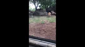 Lion attacks dog at the zoo!