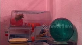 Hamsters Mission Impossible