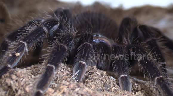 Salmon Pink Bird Eater Tarantula up close