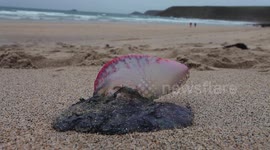 Dangerous Portuguese men o' war 