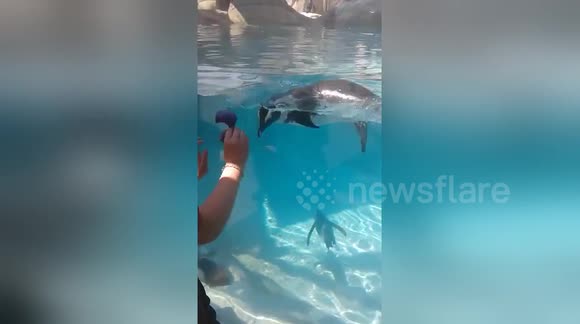 Newsflare Edit - Penguin plays chase with kids/smart penguin