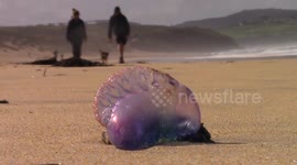 FURTHER FOOTAGE: Portuguese Men O'War swept ashore by gales