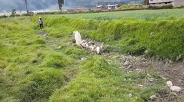 Sow and piglets in southern Peru