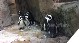 Don't drop iPhone and penguin poop